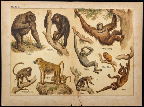 1890ca singes primates - -, &