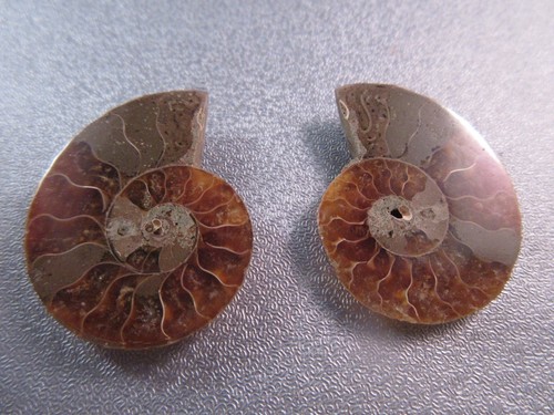 Pair madagascar ammonite - pair,