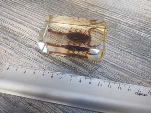 Scorpion véritable sous