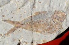 POISSON FOSSILE CRÉTACÉ DU