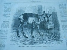 Gravure 1868 - Antilope à
