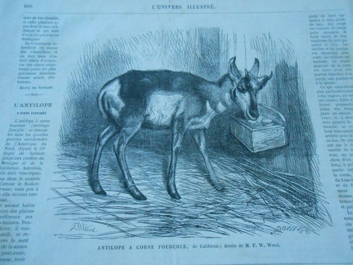 Gravure 1868 antilope - 1868,