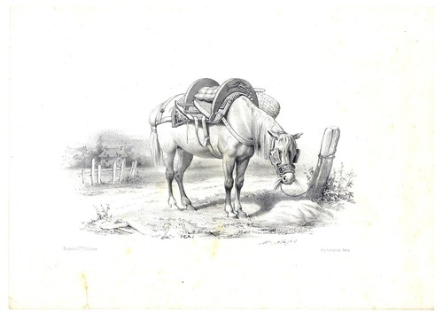 Gravure cheval marie - gravure,