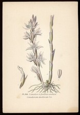 Planche botanique: Limodore à