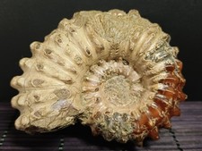 Douvilleiceras mammilatum