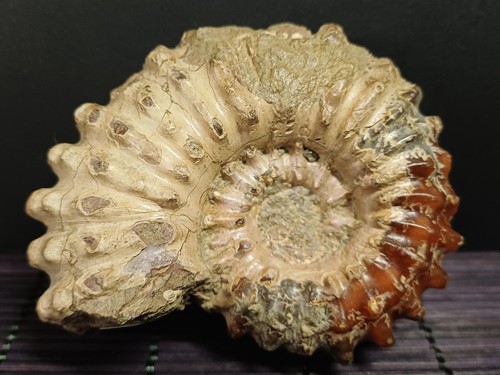 Douvilleiceras mammilatum
