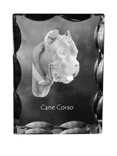 Cane Corso, Chien Corso