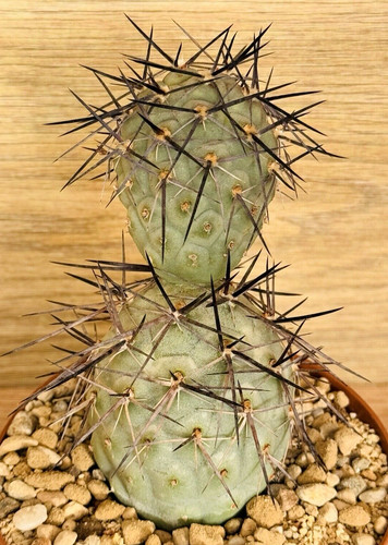 Tephrocactus alexanderi pot - alexanderi,,