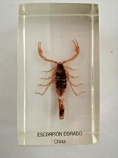 insecte inclusion résine des années 1970 scorpion Dorado China Scorpion d'or 