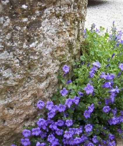 Campanule des murailles - murailles,