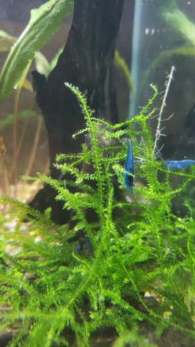 Crevettes blue velvet - crevettes,