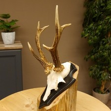 Chevreuil Anormal Bock Bois de