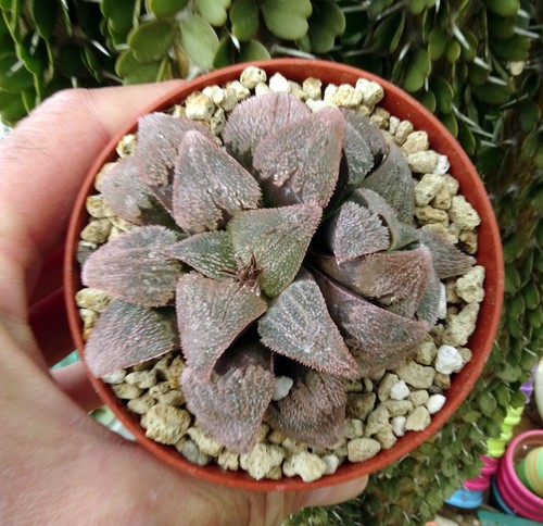 Haworthia pink beauty - pink,