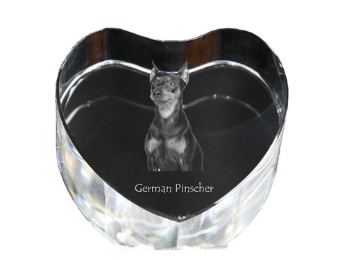 Pinscher allemand image de - pinscher,