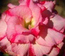 10 graines rares d'Adenium Obesum WANIDA - Rose du désert - Faux baobab