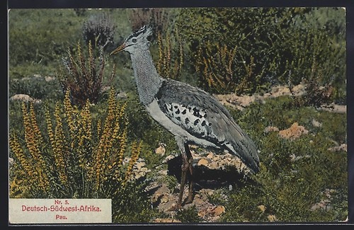 Carte postale afrique - postale,