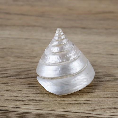 1pc naturel conque coque - 1pc,