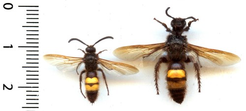 Guêpe wasp couple - /, (pair)