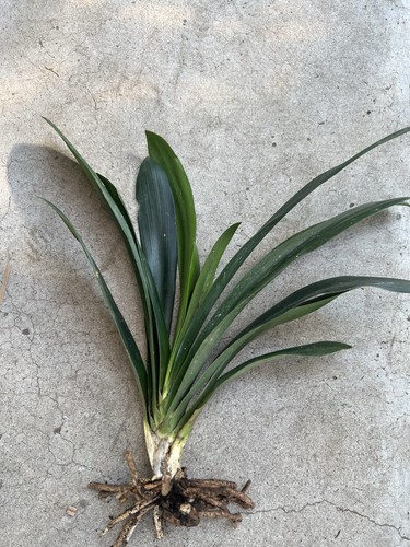 Clivia miniata bush lily - 1, 12