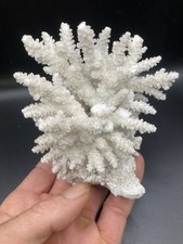 4,24'' / 10,7 cm - Joli ancien Corail blanc Acropora