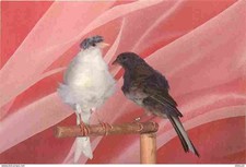 Animaux - Oiseaux - Canaris frisés - Fiorino - CPM - Voir Scans Recto-Verso