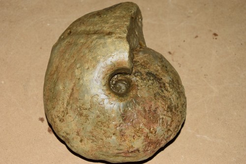 Grande ammonite tissotia - grande, obesa