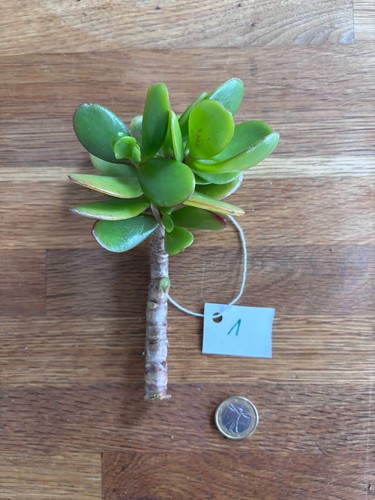 Crassula ovata arbre jade - crassula, de