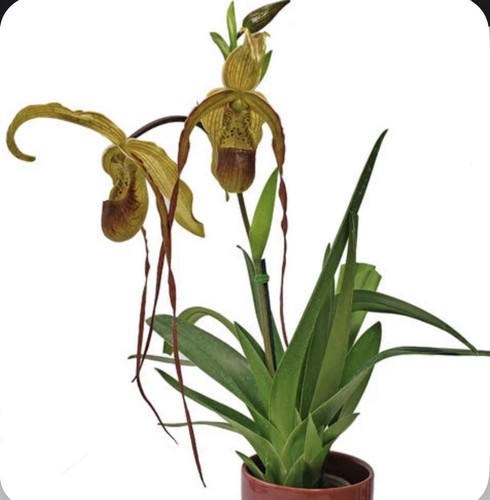 Phragmipedium leslie garay - phragmipedium,
