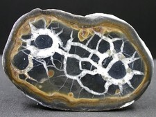 SEPTARIA - MAROC - 6,5 x 4,5