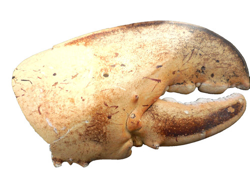Giant salt water - , crab