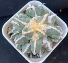 Rare Cacti Caudex furfuraceus
