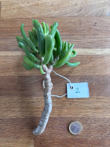 Crassula ovata gollum 2 - ovata, n°2