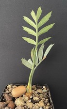 Encephalartos Horridus, Caudex