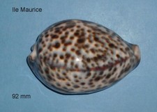 Cypraea   Tigris Ile Maurice