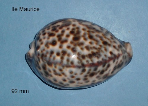 Cypraea tigris ile maurice - ,