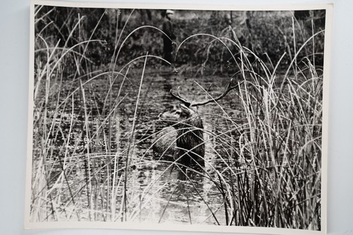 Photo argentique france - photo, chasse