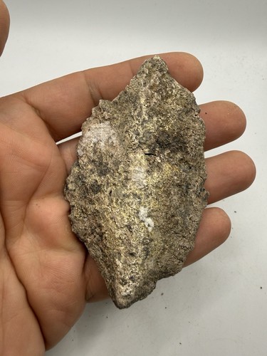 Rare osteoderme fossile - rare,