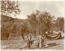 Grèce, Gethsémani, Récolte des Olives Vintage albumen print Tirage albuminé 