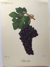 Ampélographie, Viala et