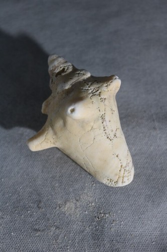 Conque coquillage cm - coquillage, 12