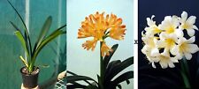 Clivia miniata 'Exotica' x citrina