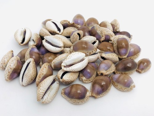 Lot coquillage - coquillage, (46)