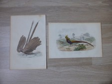 2 Gravures Oiseaux couleur