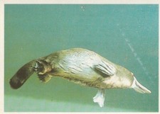 CHROMO IMAGE CHOCOLAT POULAIN 1985 SERIE 43 # 24 L'ORNITHORYNQUE