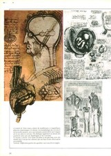 Cabinet de curiosité anatomie humaine morphologie cerveau issue de livre 1983