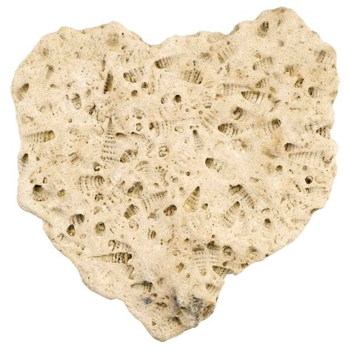 Plaque fossilisée avec