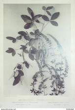 Genêt des teinturiers