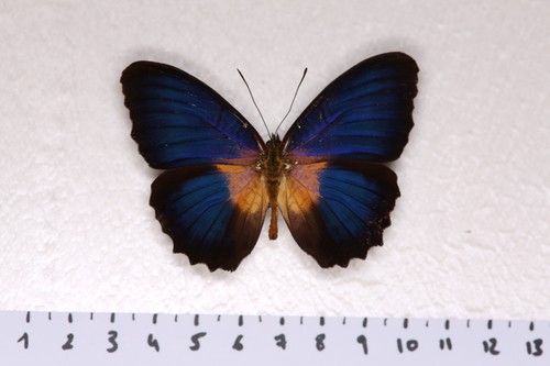 Cethosia lamarcki lamarcki