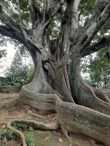 Moreton bay fig ficus - moreton,