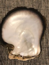 24 CM GRANDE COQUILLE